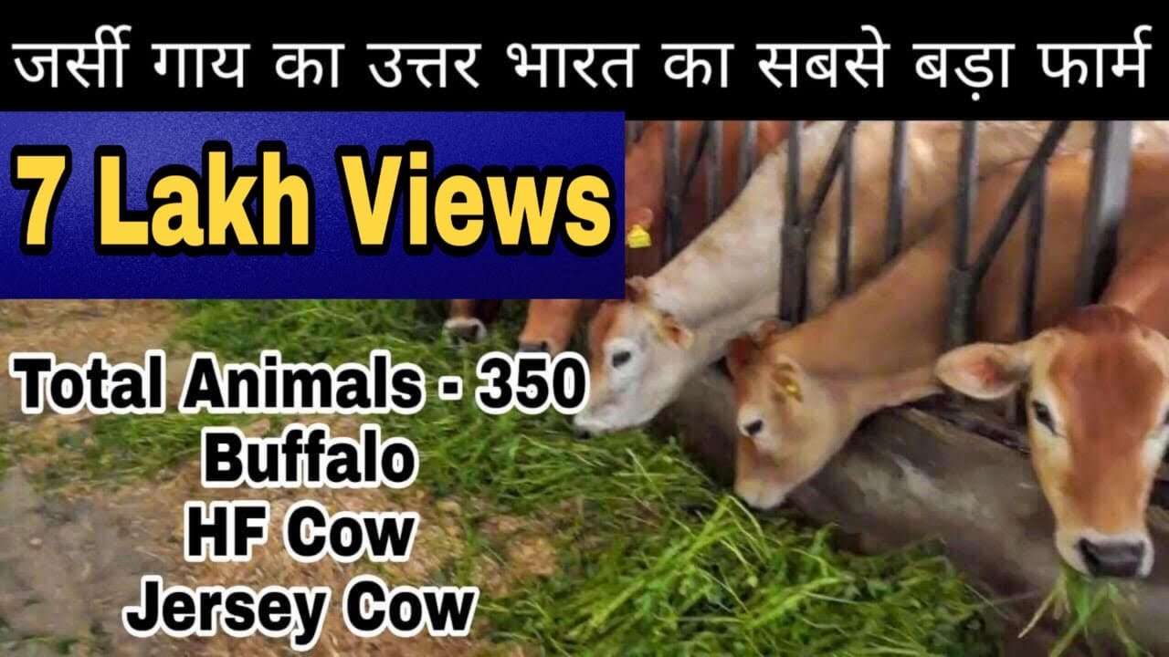 Assal Dairy Farm @ Ferozpur(Punjab). 350 animals hear. Owner- Jagdeep Singh Sandhu Ji.