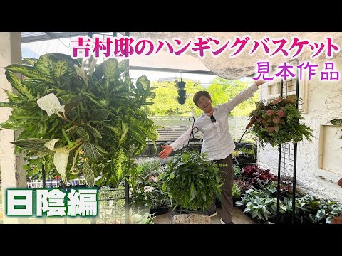 日陰のハンギングバスケット、失敗しない花選びのコツ