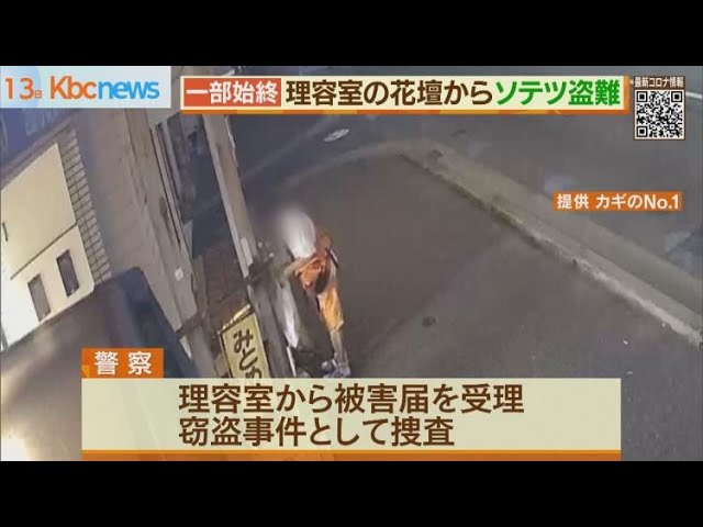 ソテツ　福岡県　引き取り限定 ソテツ 福岡県 引き取り限定 【公式通販】