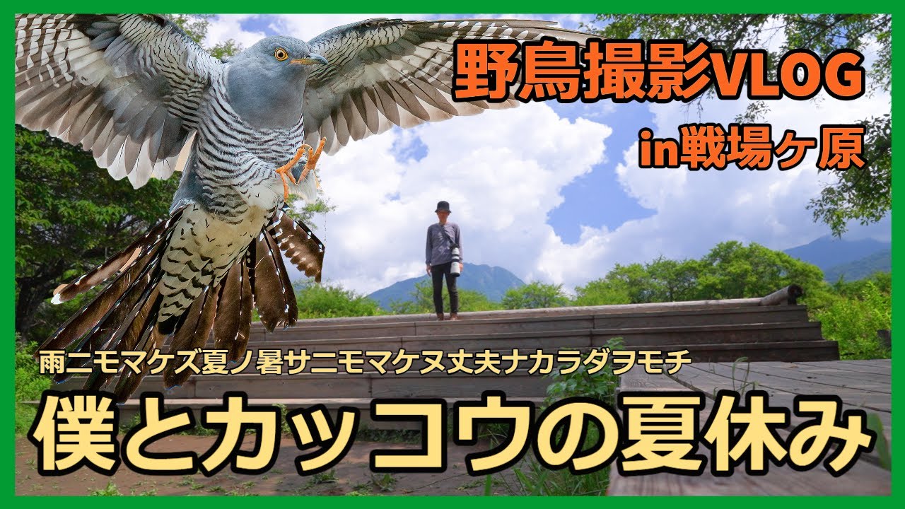 野鳥撮影Vlog「カッコウを求め奥日光・戦場ヶ原を歩く」 オシドリ、ホオアカ、アカゲラ、オオルリ、ゴジュウカラなど| Birding in Japan shot on SONY α1