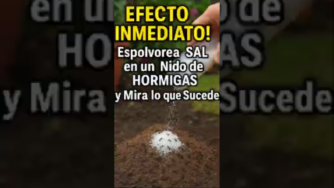EFECTO INMEDIATO! Espolvorea SAL en un Nido de HORMIGAS y Mira lo que Sucede 🐜🔥  