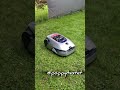Test Dreame A2 Mähroboter vs Waschbär #dreame #dreamea2 #garden   #robot #smarthome #nerd