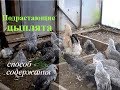 КЛУША СО СВОИМИ подрастающими ЦЫПЛЯТАМИ // СПОСОБ СОДЕРЖАНИЯ