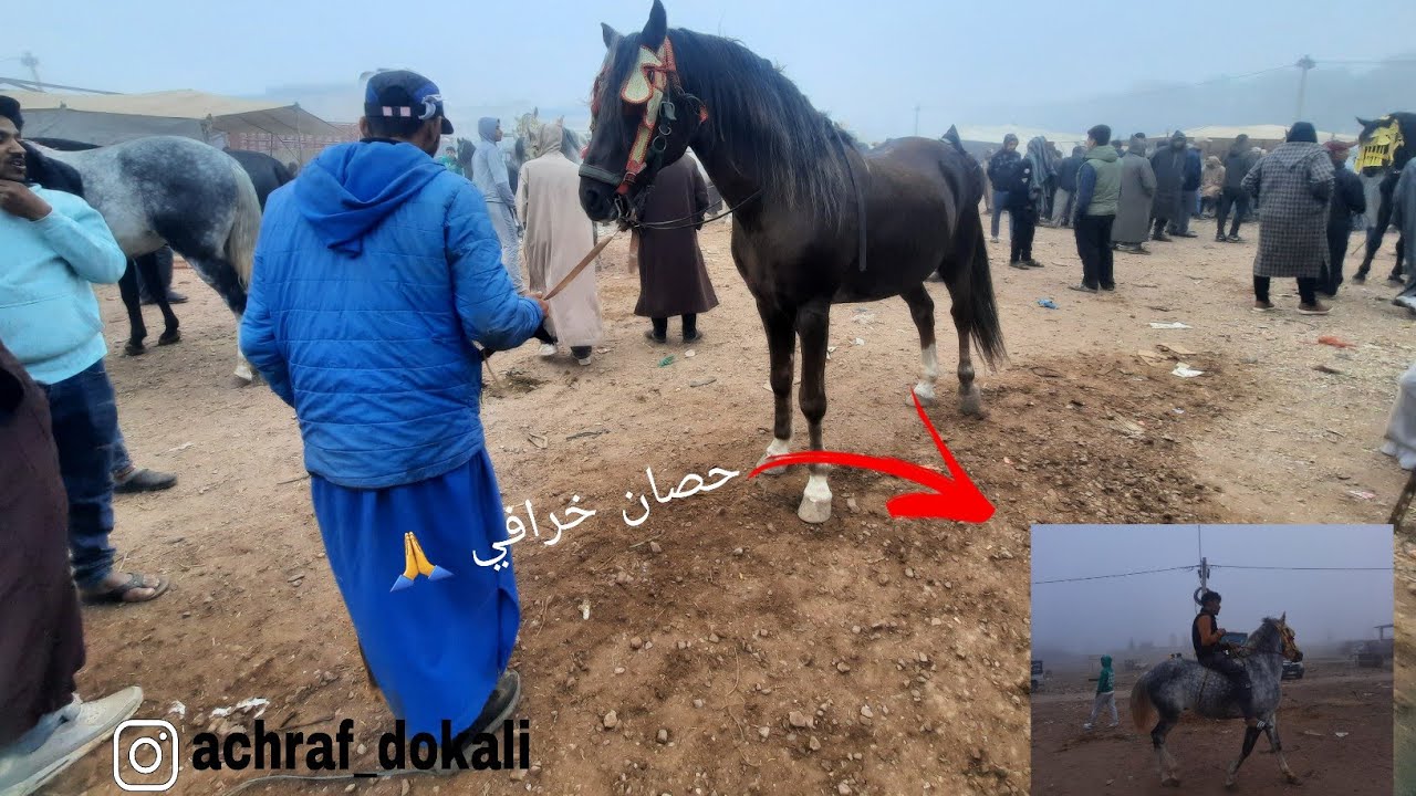 🐎🙏خيول ممتازة تروج في الأسواق المغربية🐎🙏💕