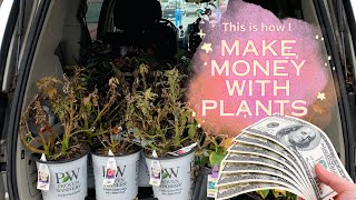 How I Make Money with Plants! by Up to Something 2,527 views 6 months ago 11 minutes, 11 seconds