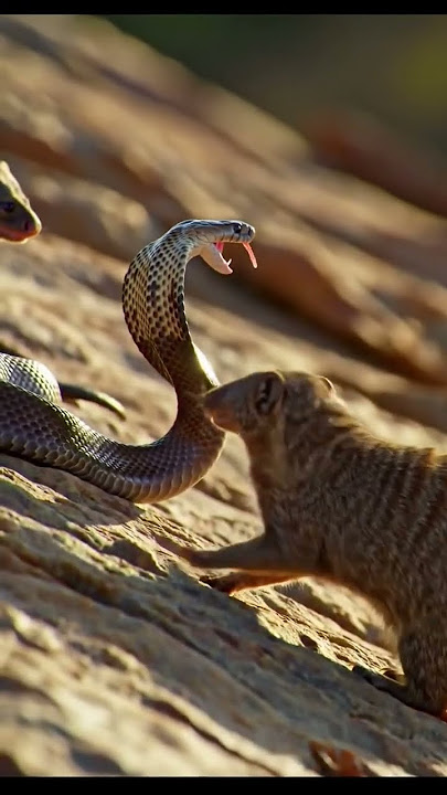 'Mongoose vs Cobra! | Epic Fight for Survival' #animal #snake #dangeroussnake