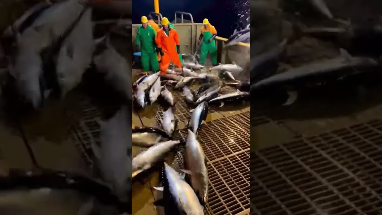 Bluefin tuna RAIN onto the deck at night! 😱