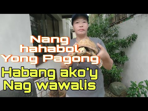 HINAHABOL AKO NG PAGONG HABANG AKO'Y NAG WAWALIS