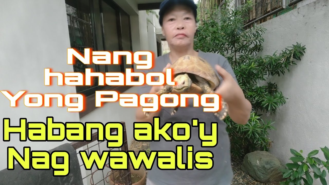 HINAHABOL AKO NG PAGONG HABANG AKO'Y NAG WAWALIS 