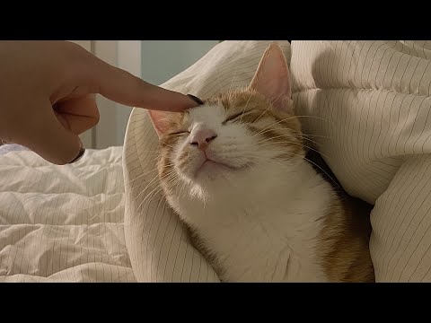 Vlog) 원룸 고양이 일상 브이로그 . 샤오미 홈캠 . 연말 . 고양이랑 집데이트