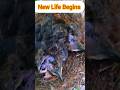New Life Begins – Baby Birds Hatching in the Nest 🐣🪹 #shorts #youtubeshorts #subscribemychannel