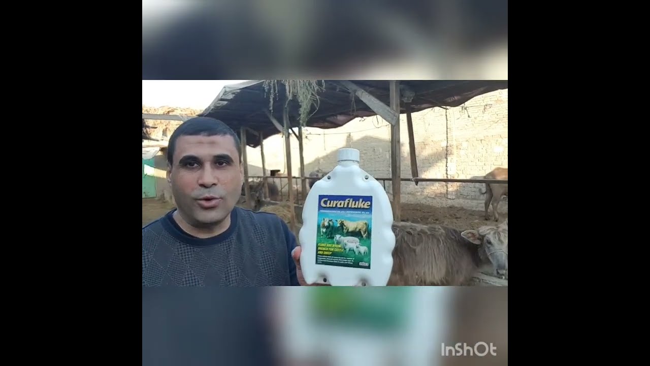 كيفية علاج عجله هزيله في أسرع وقت👍👍