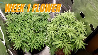 *Rock Mars Hydro* 1st week of Flower, Homemade Co2 and New Genetics from Seedsman!