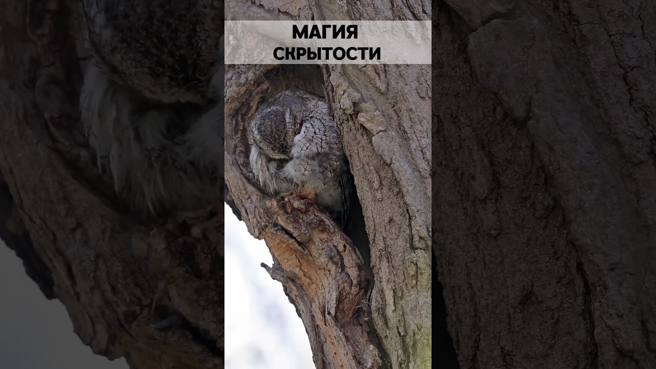 Магия скрытности. The magic of stealth.