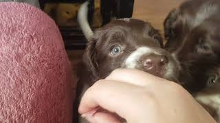 Puppy Training at 6 Weeks.  English Springer Spaniels, ESS Puppy Puppies Puppy's by Wixy Belle 630 views 2 years ago 7 minutes, 42 seconds