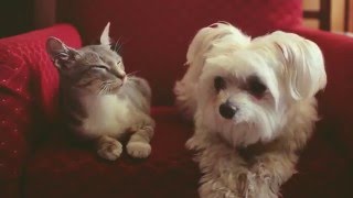 Casper & Jepito - Be That Man - Funny Animals Friendship - Fun Animal Zone