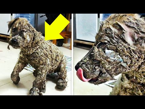 dogs - YouTube