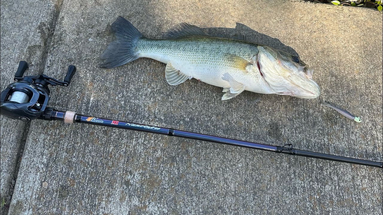 Bass fishing in neighborhood ponds