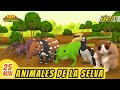 Animales de la selva episodio compilacin parte 12 espaol  leo el explorador  animacin