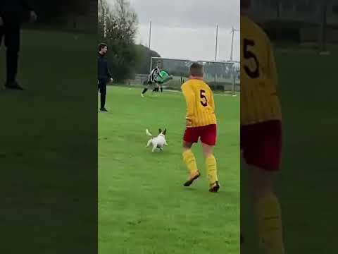 Adorable dog joins soccer match in progress | USA TODAY #Shorts