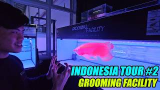 Indonesia Tour: Super Red Arowana Grooming Facility