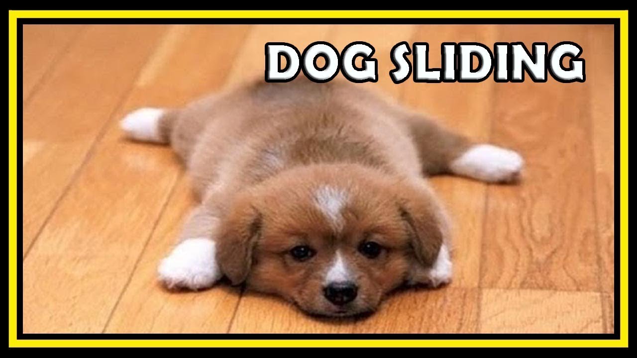 Funny Dogs Sliding on Wooden Floors Compilation 2018 HD FunnyCat YouTube