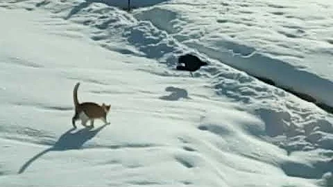 Katze vs. Rabe