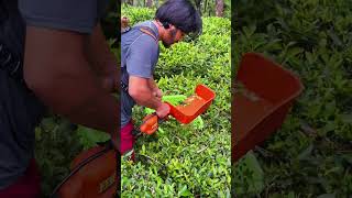 Harvesting tea #nepal #villagelife #easternnepal