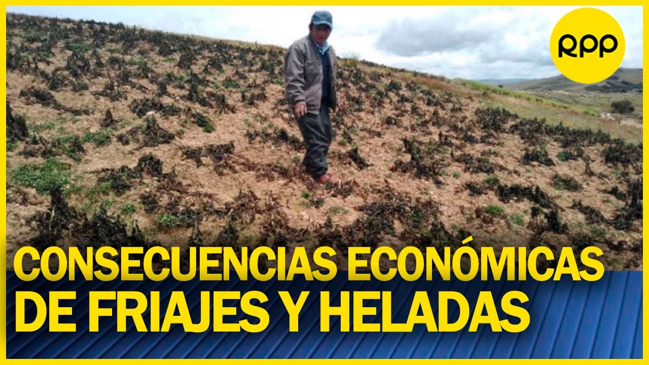 ¿Cuáles son las consecuencias económicas de los friajes y heladas ...