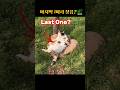마지막 1마리 절대 못 찾습니다 You’ll Miss the Last Cat #고양이구조 #아기고양이 #퀴즈 #shorts