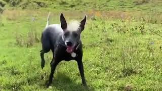 Dog Fails While Jumping Over Stream of Water - 1080120