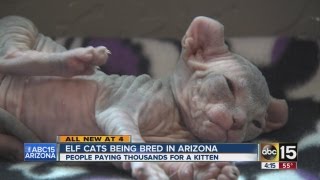 Elf cats being bred in Arizona