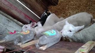 Feeding Baby Lambs milk replacer.