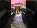 🐶ASMR #live #shorts #asmris live! #shorts live ASMR Live🏠💰🐶💰🏠