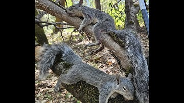 Hunting: Squirrel Opener 2025