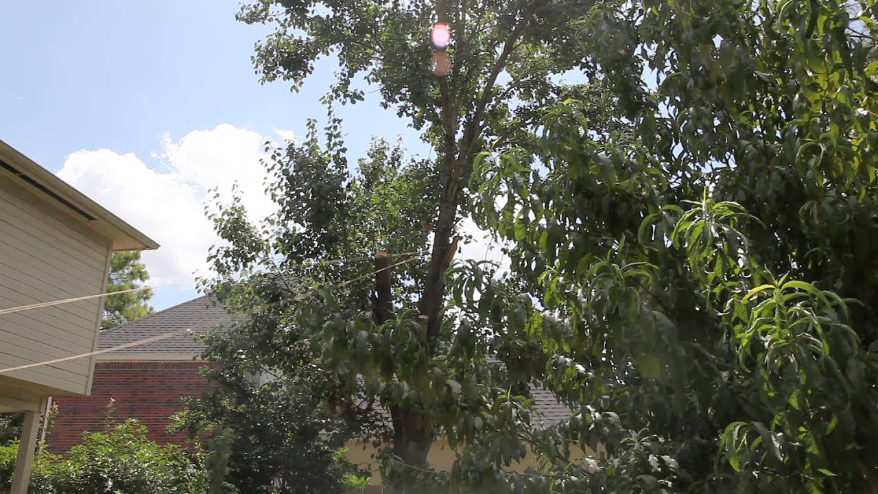 DIY Hacks - Taking Down Tree With Rope Chain Saw - YouTube