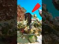 I Accidentally Scared My Pregnant Shrimp... 😳🦐#ad #usa #fifaworldcup #shorts