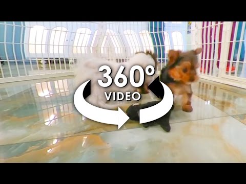 360° Video of TeaCup Puppies 2 - #ALLieCamera