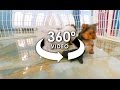 360° Video of TeaCup Puppies 2 - #ALLieCamera