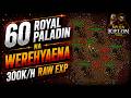 60 Royal Paladin na Werehyaena | 300k EXP/H RAW | Tibia
