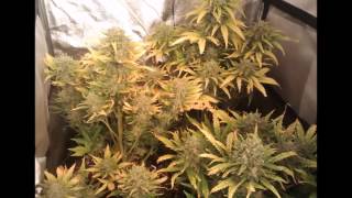 Sweet Specials Auto and Big Devil Auto 400w HPs