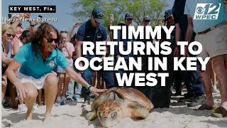 270-pound loggerhead sea turtle Timmy returns to Atlantic after rehabilitation in Key West