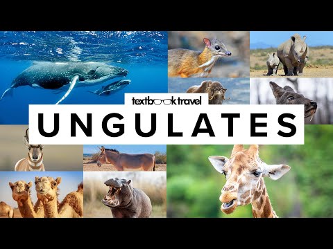 Video: Amazing nearby: artiodactyl animals