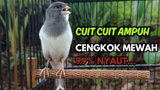 KENARI GACOR  Cuit CUIT BIRAHI SUARA Kenari MASTERAN TERBAIK UNTUK PANCINGAN & MASTERAN Kenari PAUD