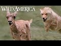 Wild America | S3 E3 Born To Run | Full Episode HD