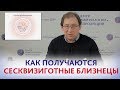 Сесквизиготные близнецы. Как получаются сесквизиготные (полуторазиготные) близнецы. Новости медицины