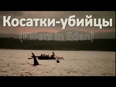 Косатки убийцы (Killers in Eden) HD