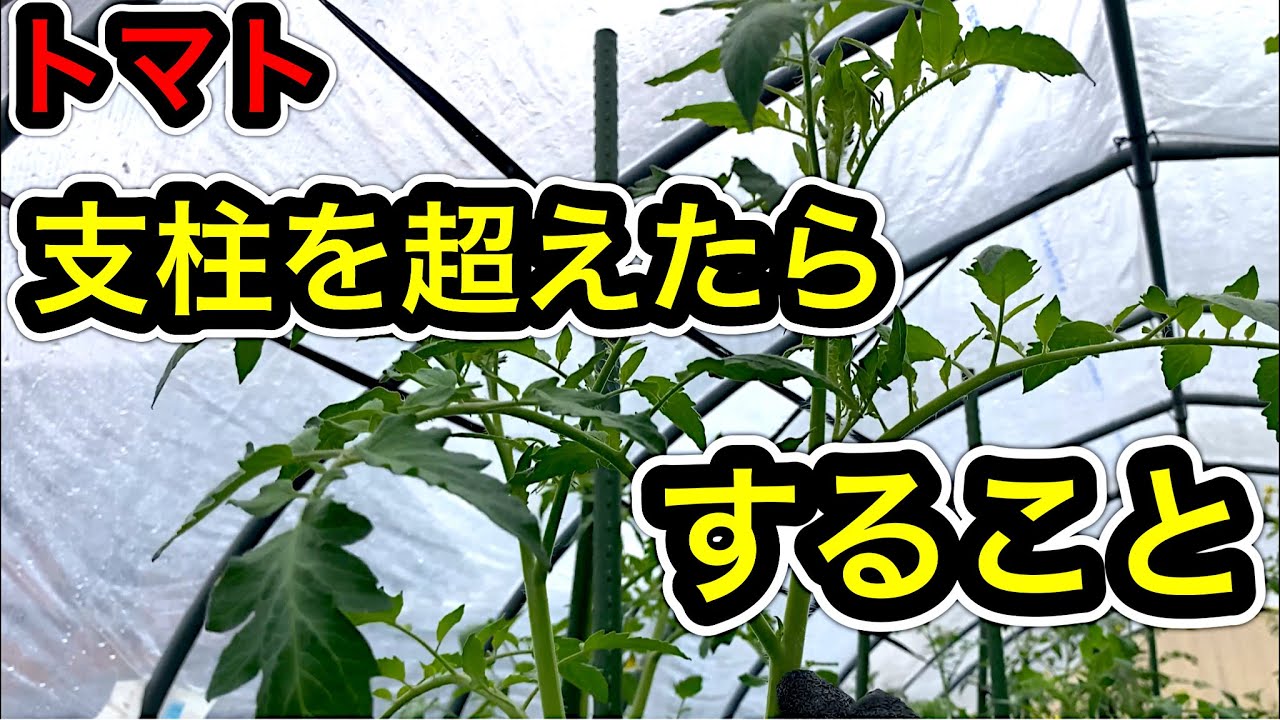 トマトの摘芯のタイミングと秋まで実を大量収穫できる誘引方法。実割れしない裏技。Uターン栽培、連続摘芯、脇芽取り、下葉かき、赤く色づくまでの日数。収穫。ぶったおし栽培、地這、つるおろし、斜め誘引