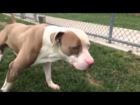 camera iphone 8 plus apk Gorillaz - young adult pittie - male