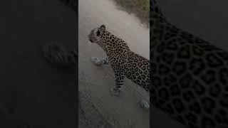 A female leopard gives us a close inspection.